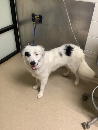 Shelter Stray Male Dog last seen Near E Ramsey Avenue, Central District, TX, 355 Hillshire Dr, Haslet, TX 76052, USA