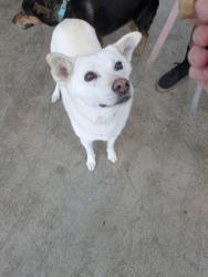 Shelter Stray Female Dog last seen , , TX, 355 Hillshire Dr, Haslet, TX 76052, USA