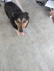 Shelter Stray Female Dog last seen , , TX, 355 Hillshire Dr, Haslet, TX 76052, USA