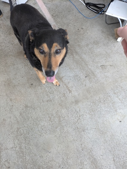 Shelter Stray Female Dog last seen , , TX, 355 Hillshire Dr, Haslet, TX 76052, USA