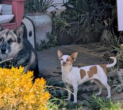 Found/Stray Unknown Dog last seen 28th Street and San Gabriel, San Bernardino, CA 92404