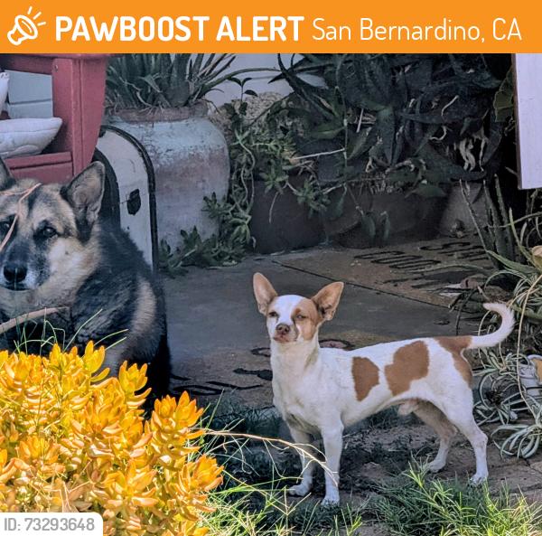 Found/Stray Unknown Dog last seen 28th Street and San Gabriel, San Bernardino, CA 92404