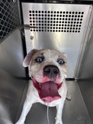 Shelter Stray Male Dog last seen Near QUEEN ST, East District, TX, 355 Hillshire Dr, Haslet, TX 76052, USA
