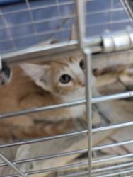 Shelter Stray Male Cat last seen Near Thistle Creek Ct, North District, TX, 355 Hillshire Dr, Haslet, TX 76052, USA