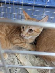 Shelter Stray Male Cat last seen Near Thistle Creek Ct, North District, TX, 355 Hillshire Dr, Haslet, TX 76052, USA