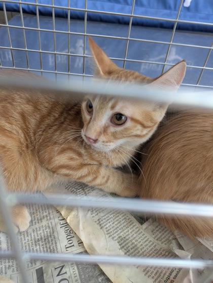 Shelter Stray Male Cat last seen Near Thistle Creek Ct, North District, TX, 355 Hillshire Dr, Haslet, TX 76052, USA