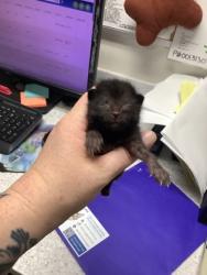 Shelter Stray Male Cat last seen Near Odessa Avenue, South District, TX, 355 Hillshire Dr, Haslet, TX 76052, USA