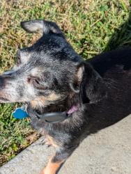 Lost Female Dog last seen College avenue, Bakersfield, CA 93306