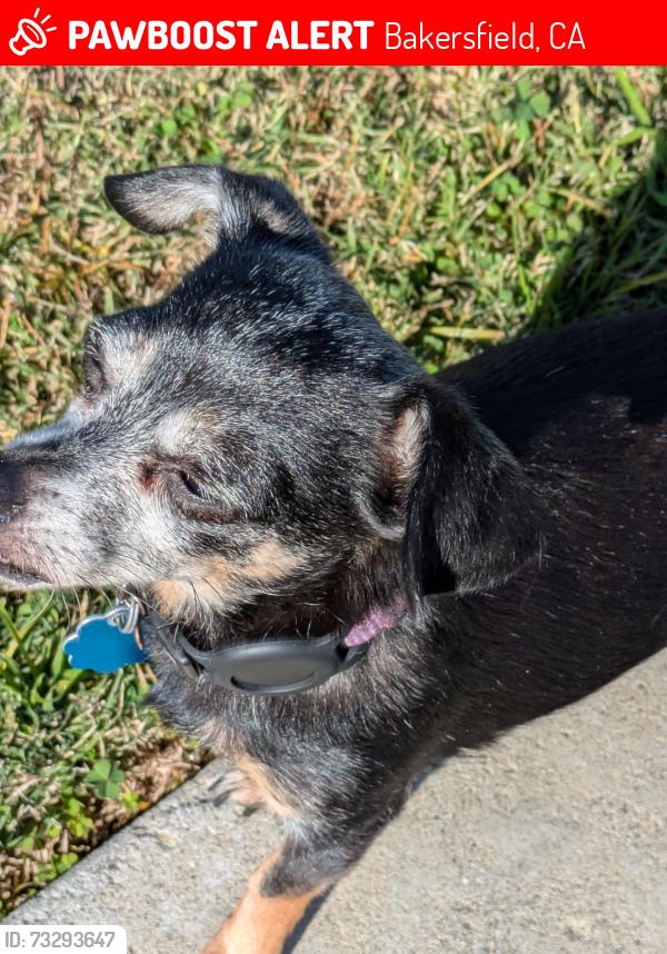 Lost Female Dog last seen College avenue, Bakersfield, CA 93306