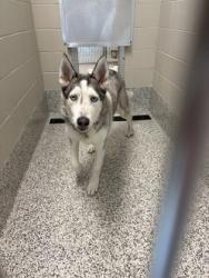 Shelter Stray Male Dog last seen Alexandria, VA, 22309, Grand Pavilion Wy-Huntingto, Fairfax County,, 4500 West Ox Rd, Fairfax, VA 22030, USA