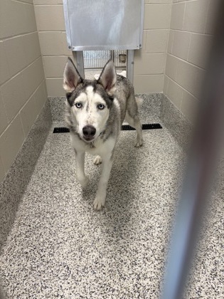 Shelter Stray Male Dog last seen Alexandria, VA, 22309, Grand Pavilion Wy-Huntingto, Fairfax County,, 4500 West Ox Rd, Fairfax, VA 22030, USA