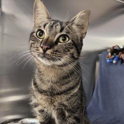 Shelter Stray Male Cat last seen Super 8; 2421 S. Mississippi Ave, Oklahoma, OK, 5132 Voges Rd, Madison, WI 53718, USA