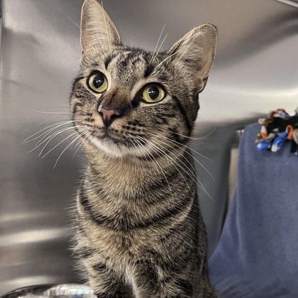 Shelter Stray Male Cat last seen Super 8; 2421 S. Mississippi Ave, Oklahoma, OK, 5132 Voges Rd, Madison, WI 53718, USA