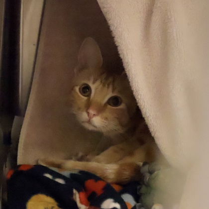 Shelter Stray Male Cat last seen Super 8; 2421 S. Mississippi Ave, Oklahoma, OK, 5132 Voges Rd, Madison, WI 53718, USA