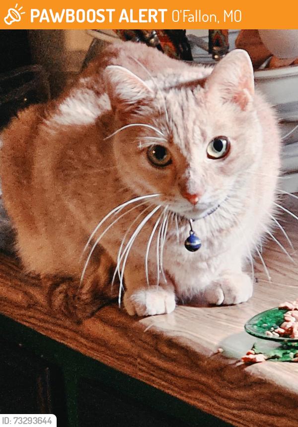 Rehomed Female Cat last seen Found on Mariae Lane, near Tacobell on Main ST., O'Fallon, MO 63366