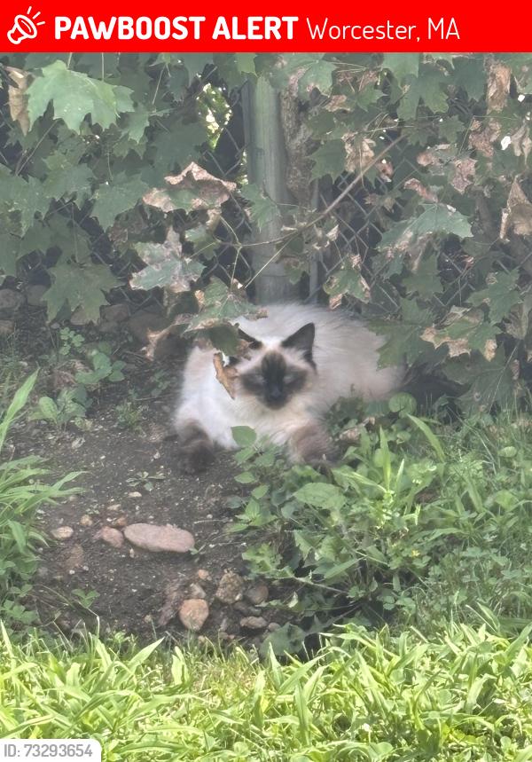 Lost Female Cat last seen Park & Mill Streets, Worcester, MA 01603