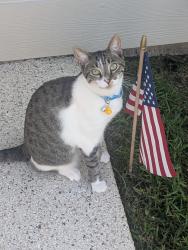 Reunited Male Cat last seen Bucks Harbor Drive North, Jacksonville, FL 32225
