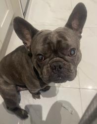 Reunited Male Dog last seen Blundell Road and Sidaway Road, Richmond, BC 