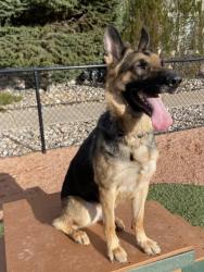 Reunited Female Dog last seen Palmer Park and Space Center, Colorado Springs, CO 80915