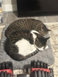 Reunited Male Cat last seen Around the southern most area of the harvest meadows community, Buda, TX 78610