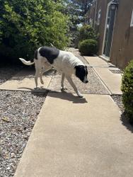 Reunited Female Dog last seen Golden & Montano, Albuquerque, NM 87120