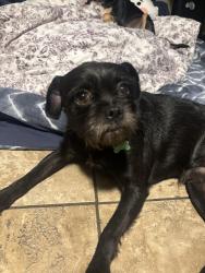Lost Male Dog last seen lancer way and miles, Indio, CA 92201