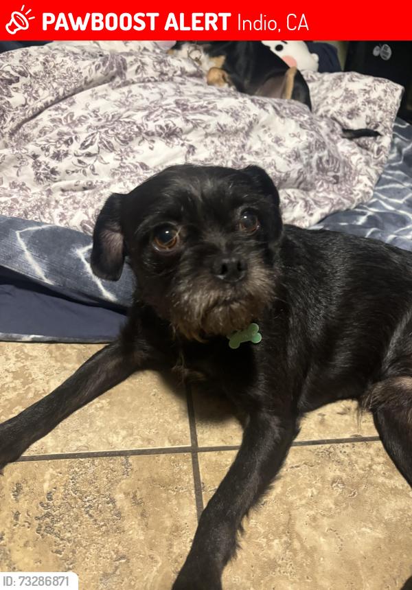 Lost Male Dog last seen lancer way and miles, Indio, CA 92201