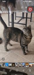 Reunited Female Cat last seen Mystic Drive Paradise Crest, Fairfield, CA 94533