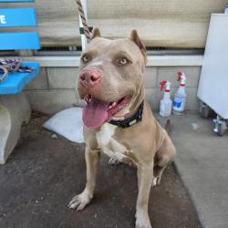 Found/Stray Female Dog last seen Wardlow & Pacific 3325 Oregon Ave, Long Beach, CA 90806, Long Beach, CA 90806
