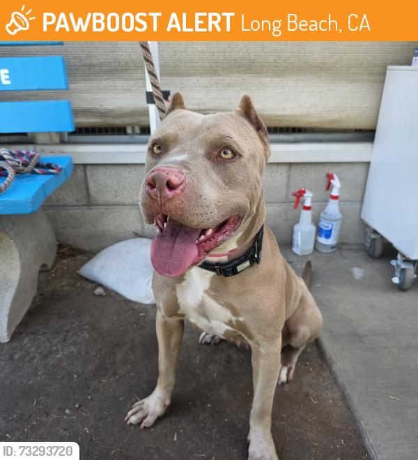 Found/Stray Female Dog last seen Wardlow & Pacific 3325 Oregon Ave, Long Beach, CA 90806, Long Beach, CA 90806