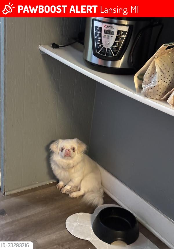 Lost Male Dog last seen Near comfort st Lansing mi 48915, Lansing, MI 48915