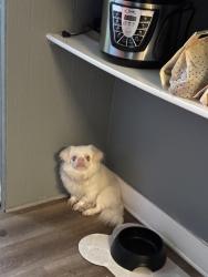 Lost Male Dog last seen Near comfort st Lansing mi 48915, Lansing, MI 48915