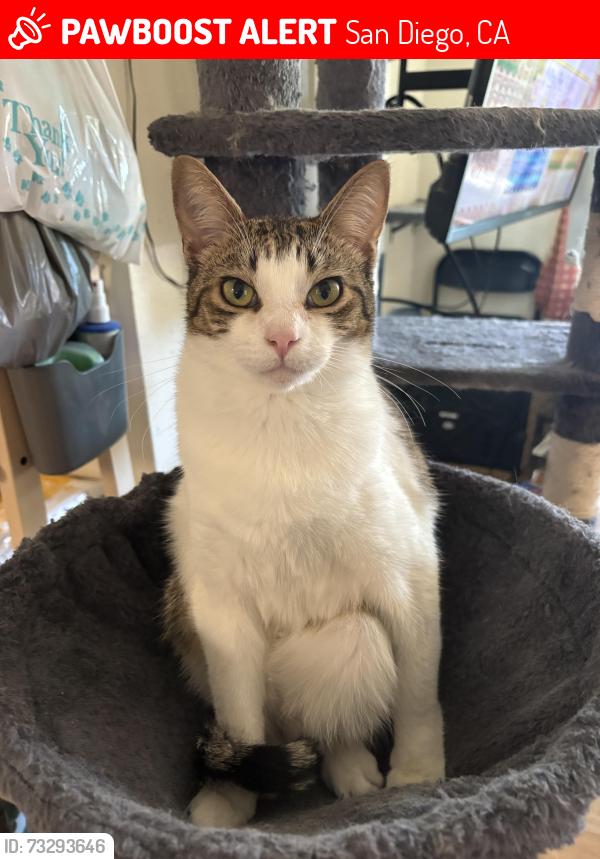 Lost Male Cat last seen University of San Diego, San Diego, CA 92111