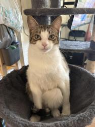 Lost Male Cat last seen University of San Diego, San Diego, CA 92111