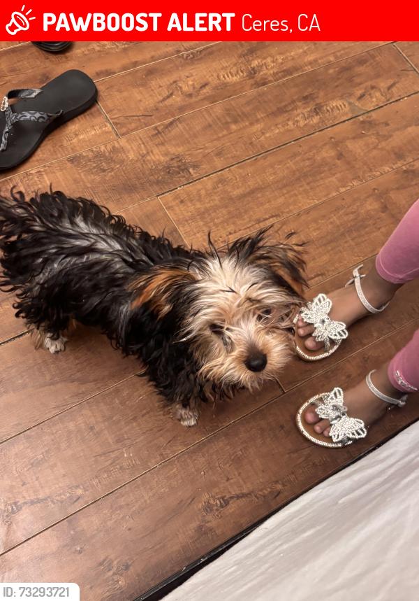 Lost Male Dog last seen Near walnut ave ceres ca, Ceres, CA 95307