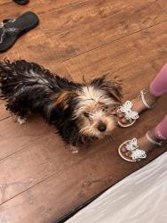 Lost Male Dog last seen Near walnut ave ceres ca, Ceres, CA 95307