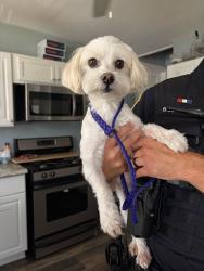 Reunited Male Dog last seen Near Kenton Rd Deerfield IL, Deerfield, IL 60015