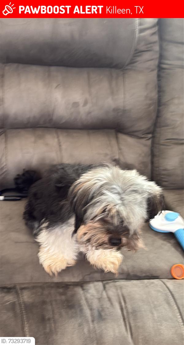 Lost Female Dog last seen Near yowell ranch, Killeen, TX 76542