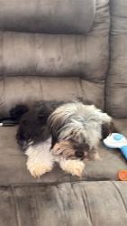 Lost Female Dog last seen Near yowell ranch, Killeen, TX 76542