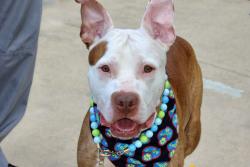 Shelter Stray Male Dog last seen Roma Avenue, STATEN ISLAND, NY, 10306, 3139 Veterans Rd W, Staten Island, NY 10309, USA