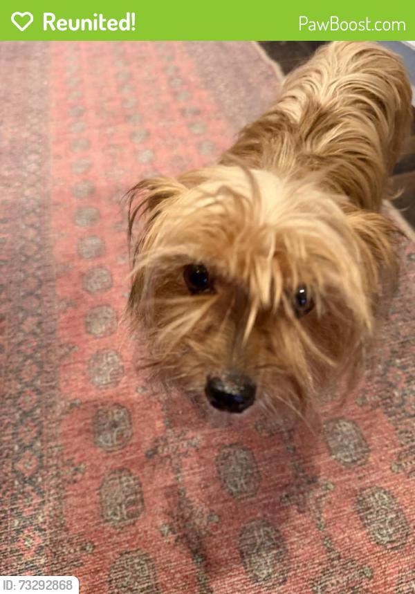 Reunited Female Dog last seen DeSoto and Lake Ave Downtown Clermont, Clermont, FL 34711