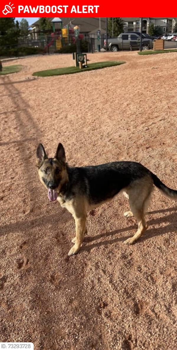 Lost Female Dog last seen Powers and Palmer Park, Colorado Springs, CO 80915