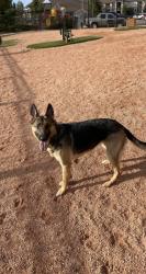 Lost Female Dog last seen Powers and Palmer Park, Colorado Springs, CO 80915