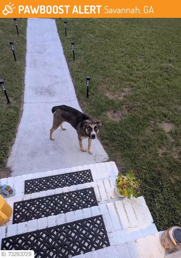 Found/Stray Unknown Dog last seen Near e 42nd st, Savannah ga 31404, Savannah, GA 31404
