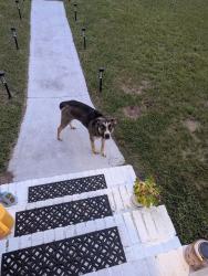 Found/Stray Unknown Dog last seen Near e 42nd st, Savannah ga 31404, Savannah, GA 31404