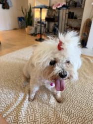 Reunited Female Dog last seen Ocean pacific gym, San Diego, CA 92109