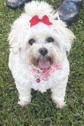 Reunited Female Dog last seen Fanuel and Grand, San Diego, CA 92109