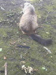 Found/Stray Unknown Cat last seen Willow lake, San Jose, CA 95131