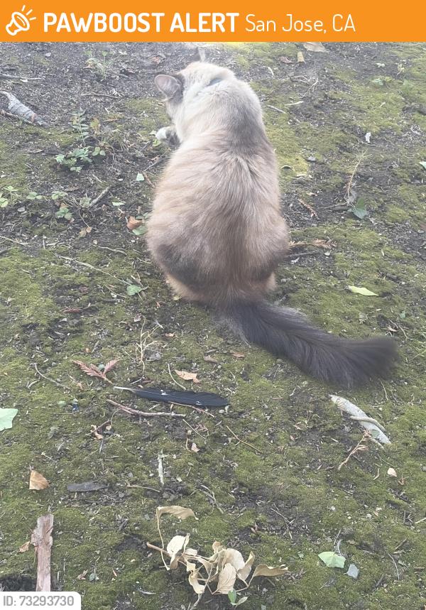 Found/Stray Unknown Cat last seen Willow lake, San Jose, CA 95131