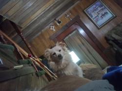 Lost Female Dog last seen Dewberry way, Elm Mott, TX 76640